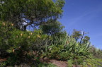sentier19.JPG