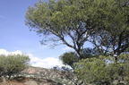 sentier31.JPG
