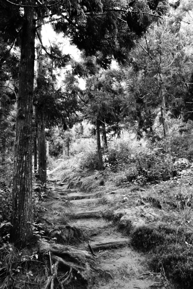 la REUNION flore2-09092011.jpg